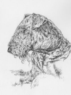 Molly - sketch (6x8")