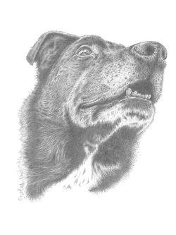 Ellie - graphite drawing (11x14")