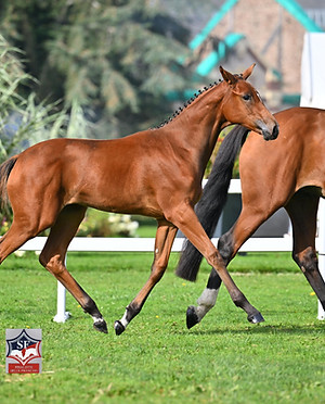 2025-09-20SFFOALS#SAULNIER VIVIANE#PEPITE DE LA MOILIERE#W92_7656_edited.jpg