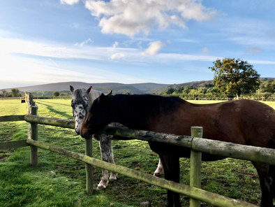Rio & Albi friends, Exmoor Riding