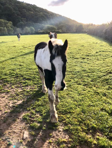 Exmoor Riding, Theo, fantastic reliable cob.