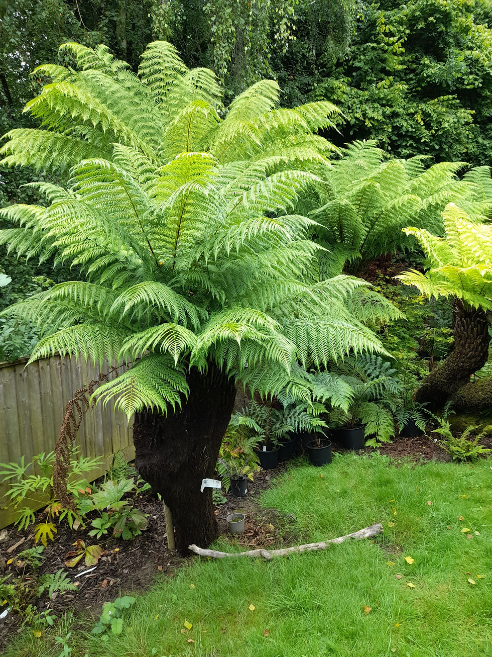 High angle view of garden space with several tree ferns planted
