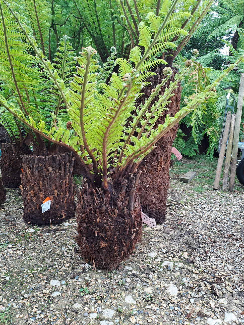 Thumbnail: Specimen Dicksonia antarctica straight trunks
