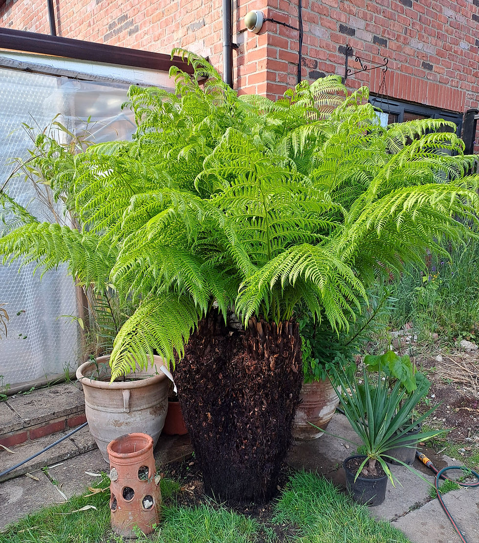 Close-up view of a healthy Dicksonia tree fern in a garden