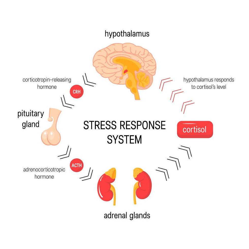 Infographic comparing adaptogens such as ashwagandha and rhodiola for stress support and fatigue