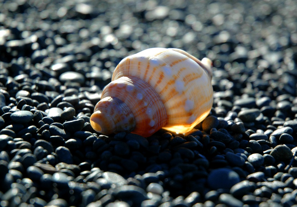 Home by the sea?