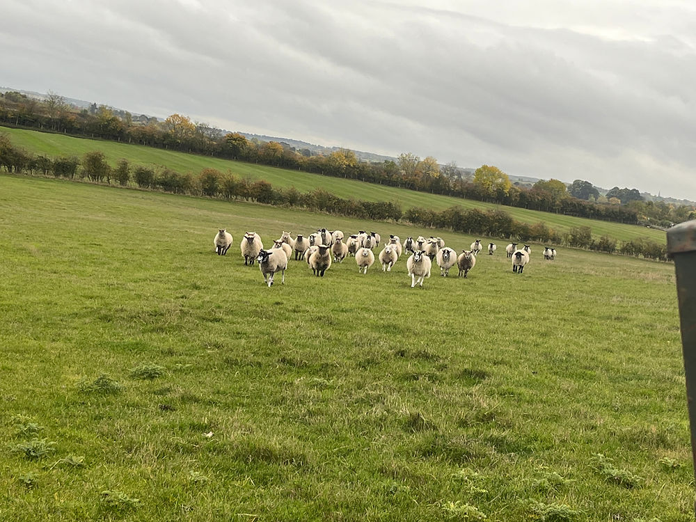 Flock of sheep in a field representing farm life.