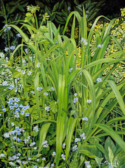 Forget Me Nots and Bluebells