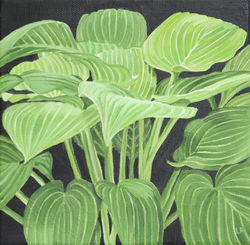 Hosta 9