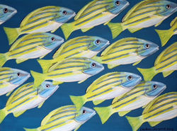 Nearly There (Blue Lined Snappers)