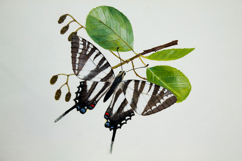 Swallowtail Print