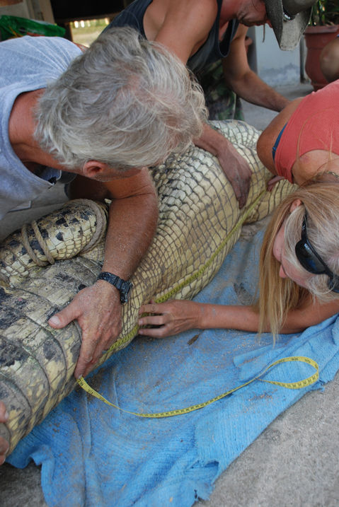 crocodile rescue