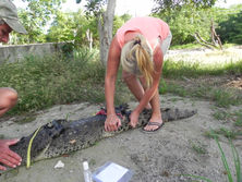 Microchipping a croc