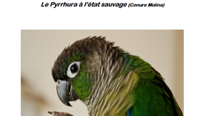 LA CONURE MOLINA