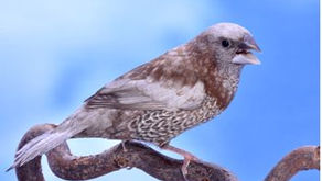 Le Moineau du Japon Perlé  