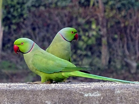 Quels statuts pour La Perruche à Collier?