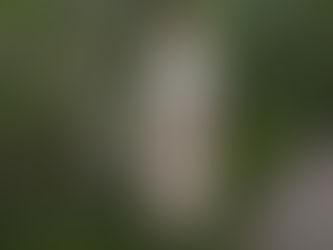 Ne laissons pas la Faune ailée sauvage en souffrance.