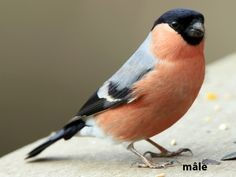 Pour mieux vivre ensemble °°°°°°°°°°° Elever et Protéger cela doit aller de pair.