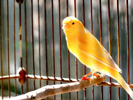 Calendrier du Canariculteur