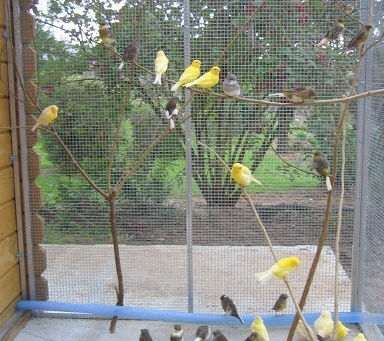 L’hiver de nos Canaris en volières extérieures