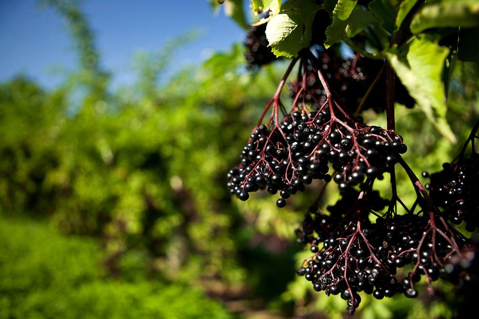 Ripe Elderberry at Vitality Elderberry