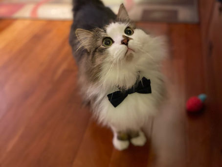 Pet of the Month: Yantar