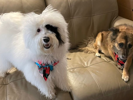 Pet of the Month: Daisy