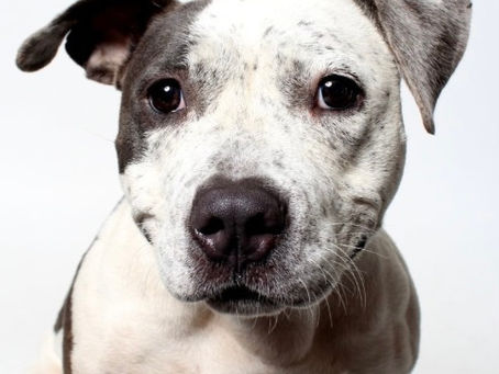 Pet of the Month: Bagel!
