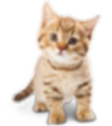pngguru.com (3).png