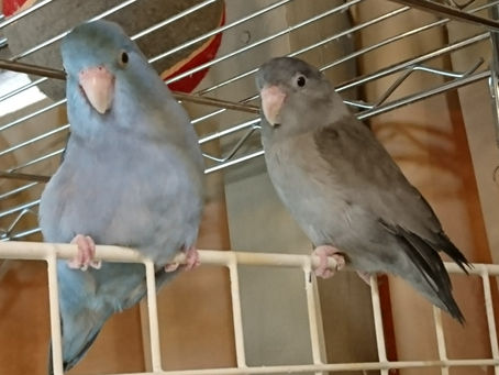 巣上げしました2🐣