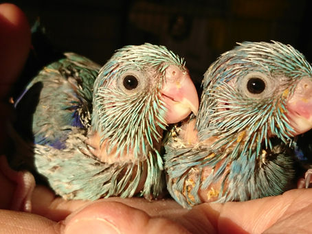 お迎えがありました🐣