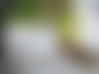 雛 そして ひな 🐣