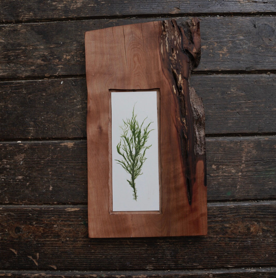 Pressed Acrosiphonia coalita (green rope) seaweed