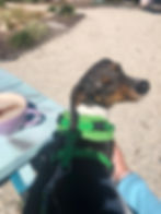 A dog next to a cup of coffee at a table