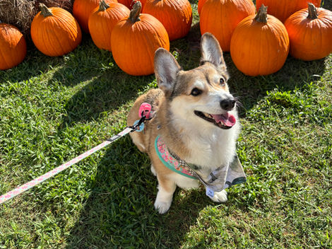 A dog in a pumpkin patch