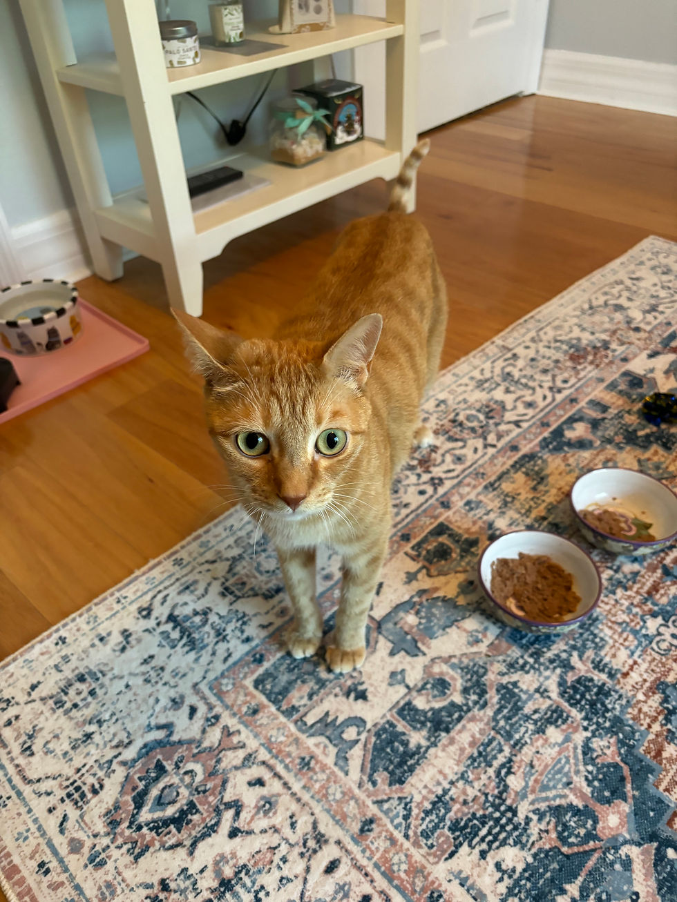 An orange cat with his food and water bowls