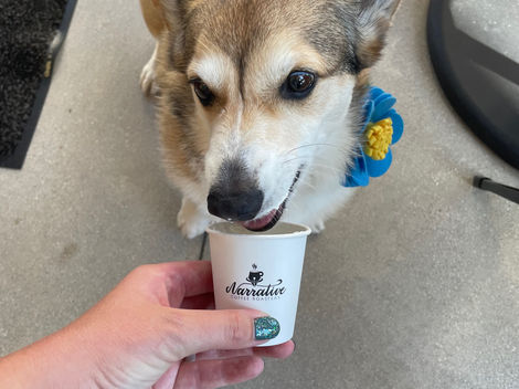 A corgi eating a pup cup