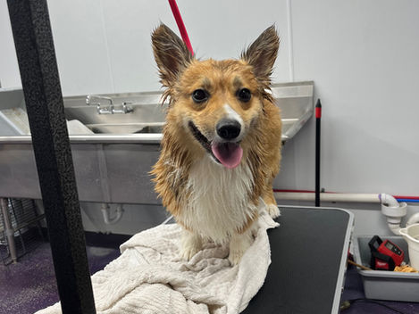 A corgi on a grooming table