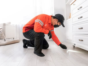 Pest Control Bali