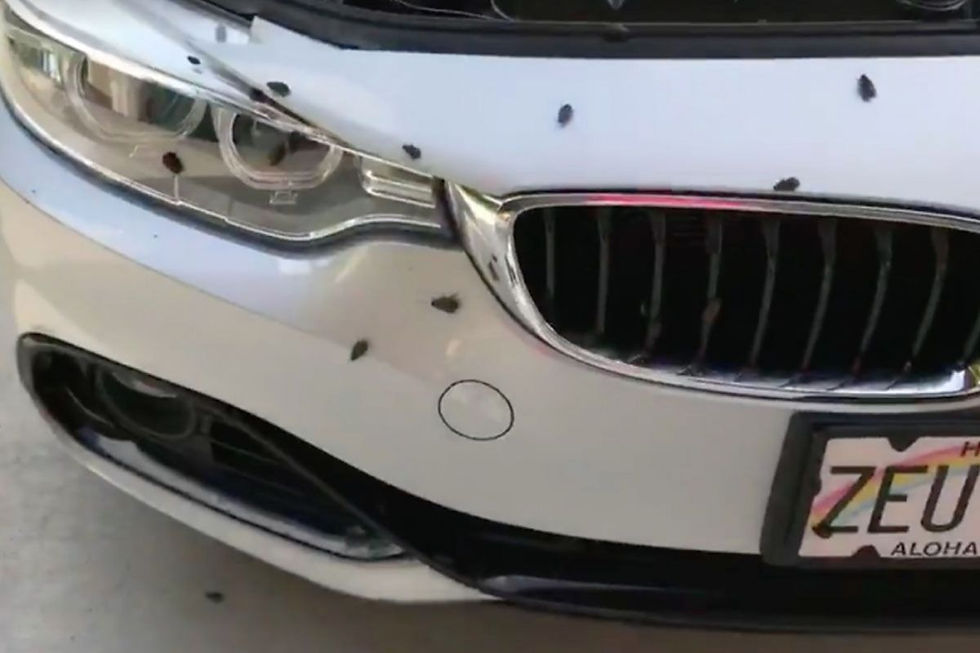 Cara Menghilangkan Kecoa di Mobil