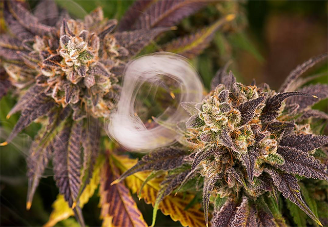 Twin Purps by Chronic Canvas