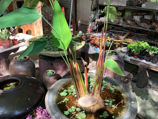Back to the Tropics Part 5 of 5: Lessons for the tropical indoor garden in UK