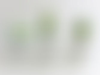 Don't be shy, be fly, grow cacti!