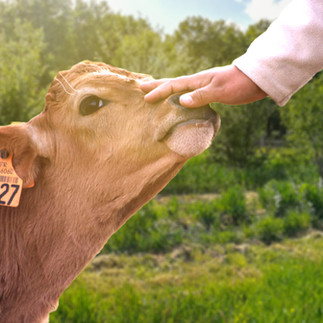 ferme pédagogique chambray
