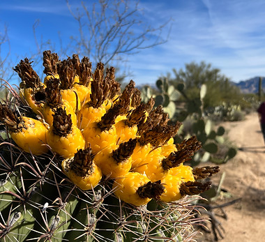 Barrel Cactus