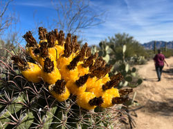 Barrel Cactus