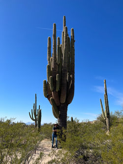 Strong Arm Cactus