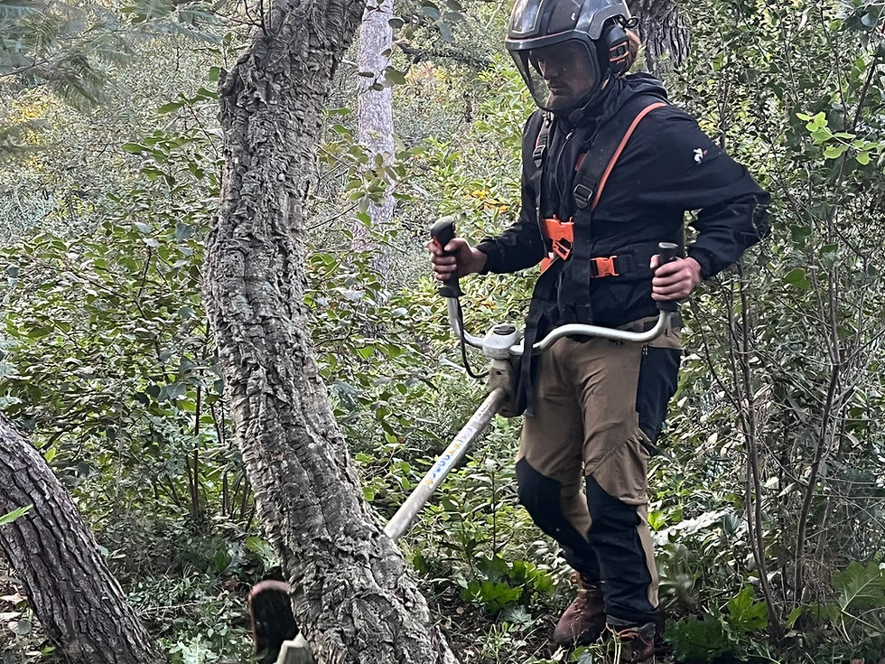 Meilleure période pour l'entretien de jardins à Cuers