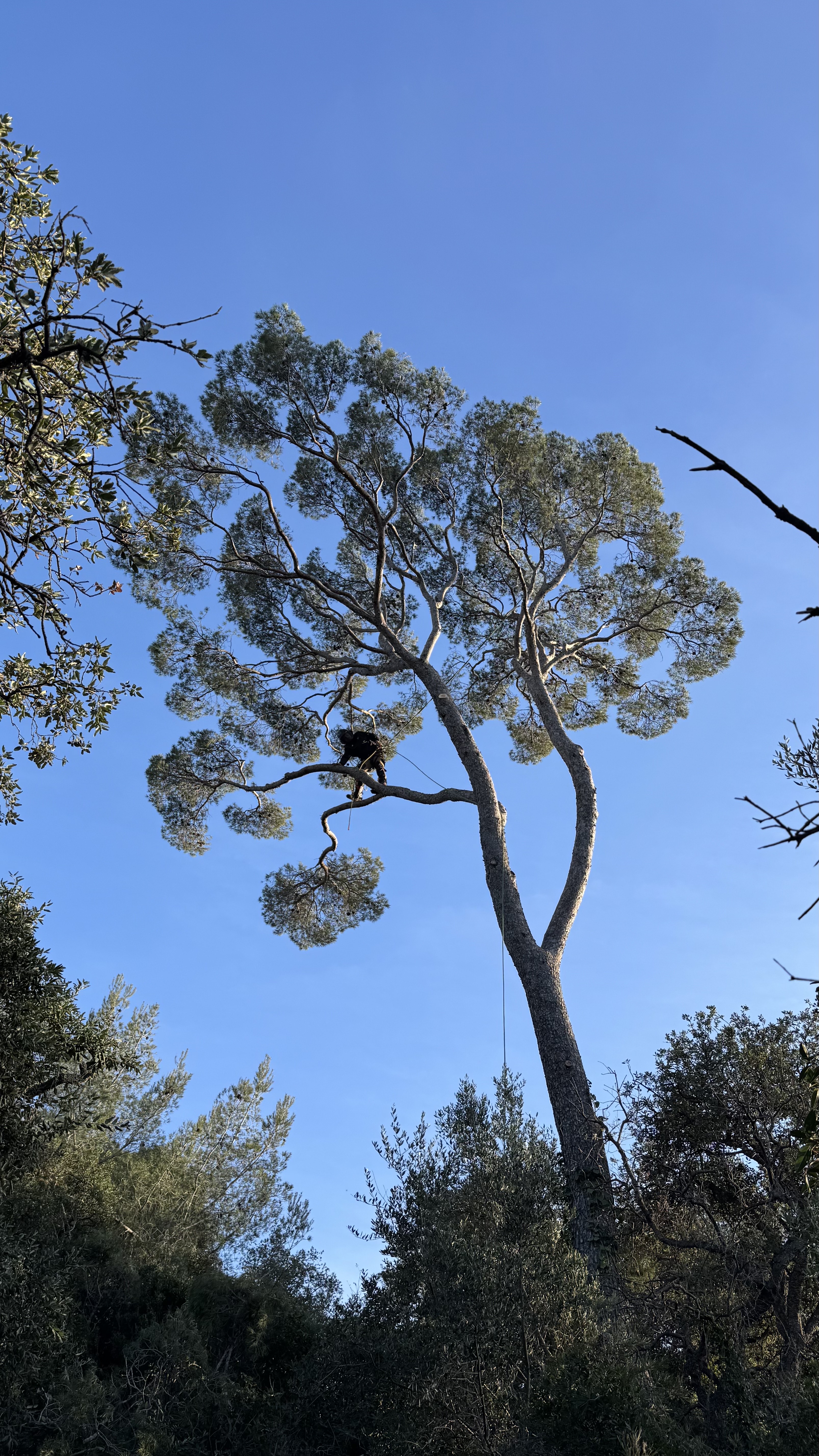 Élagage à Évenos : qui contacter pour vos arbres ?