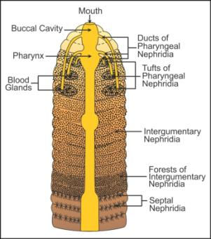 Excretion in Earthworm